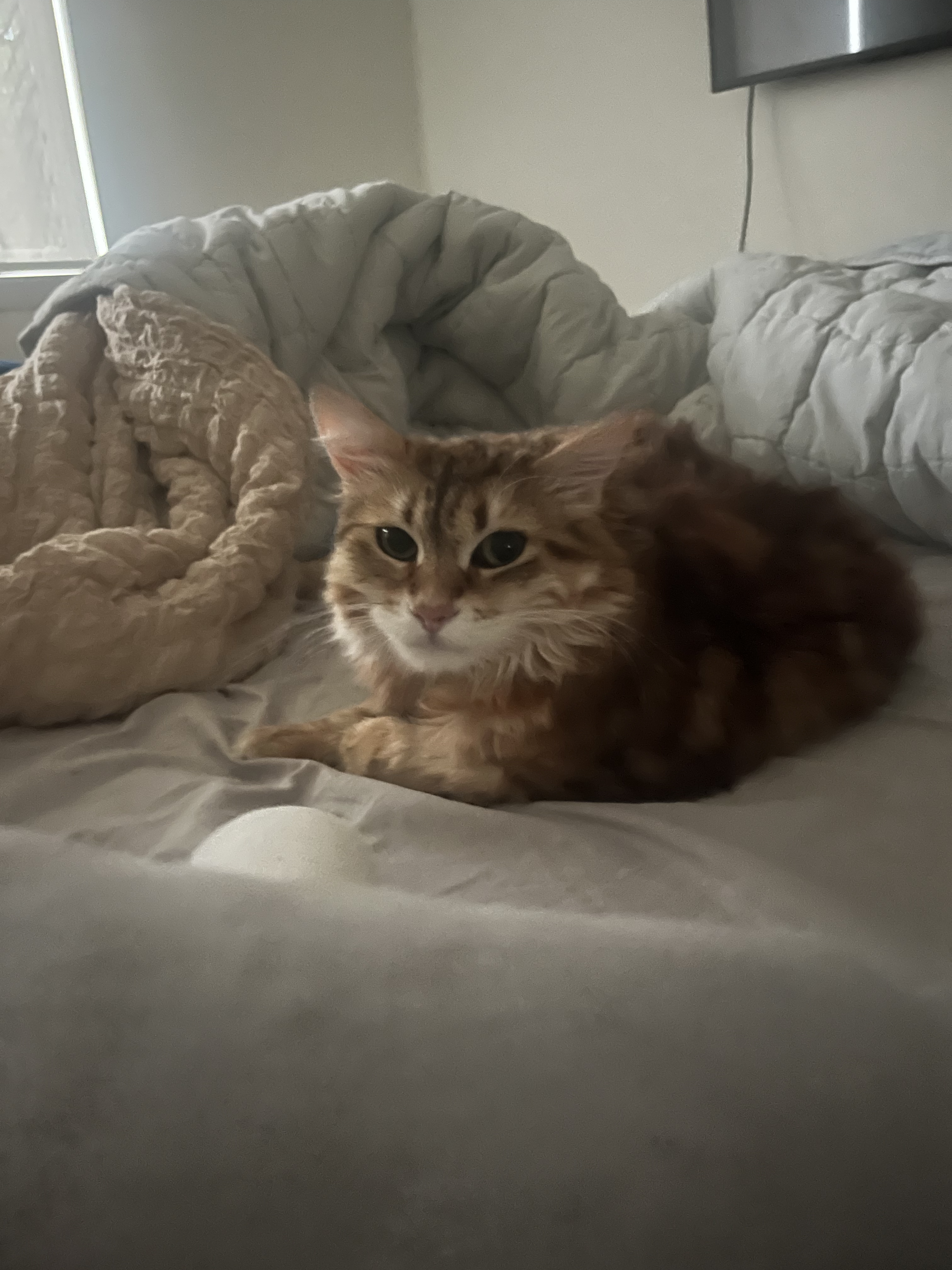 Gumbo resting in his bed