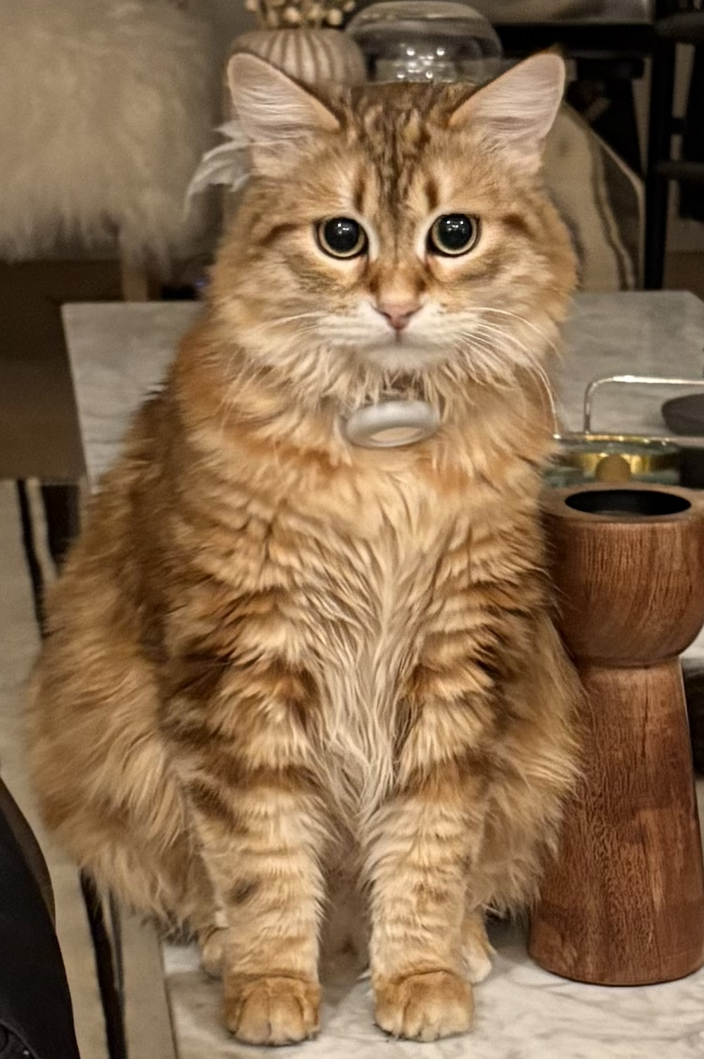 Gumbo — an orange and brown tabby Siberian cat with a wide, alert face
