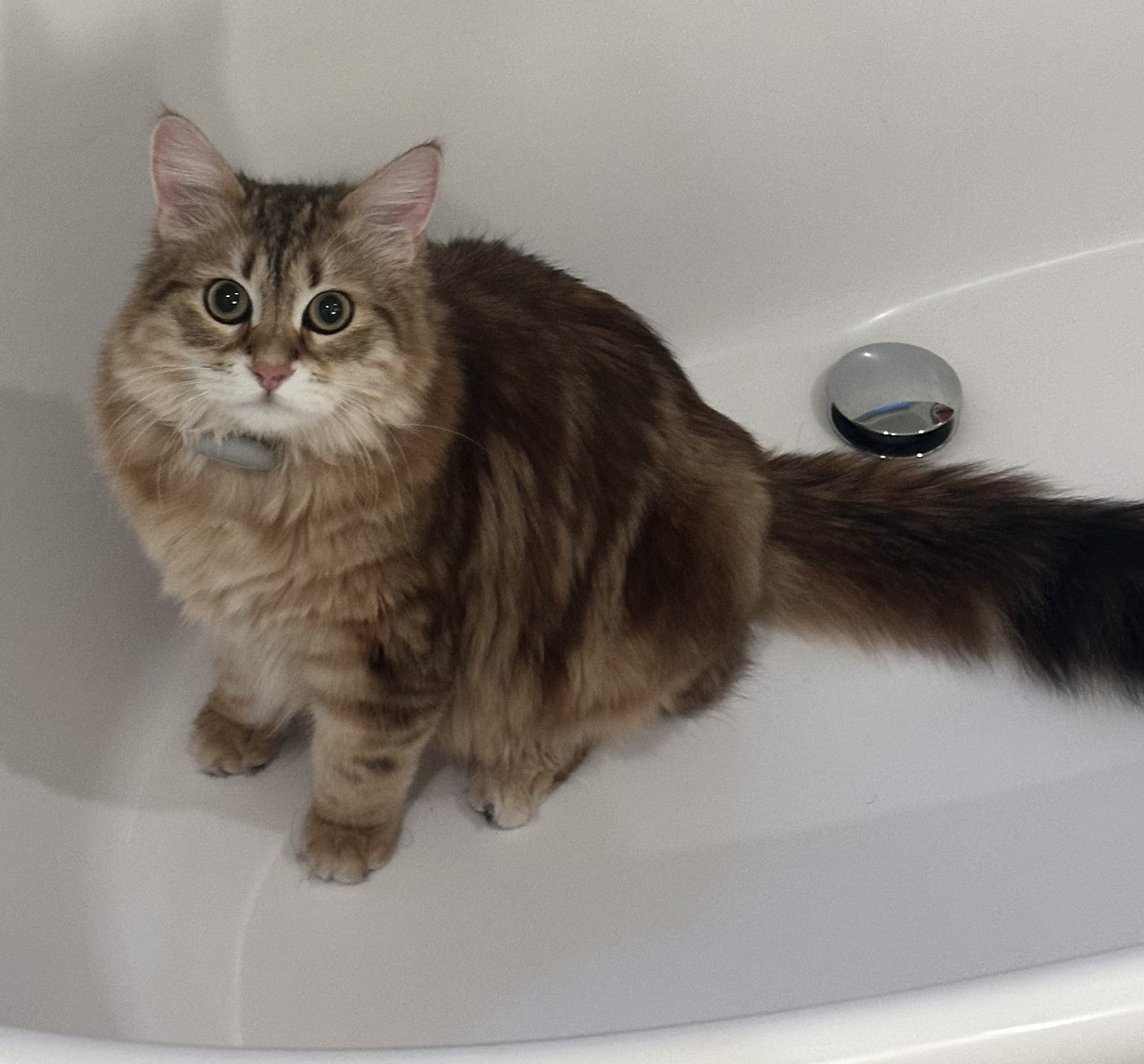 Gumbo lounging in the bathtub