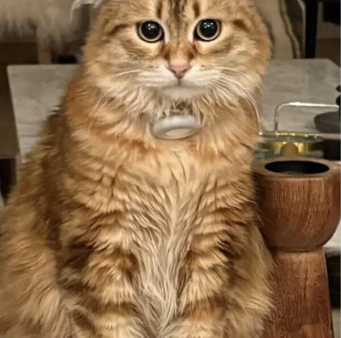 Gumbo — an orange and brown tabby Siberian cat with a wide, alert face